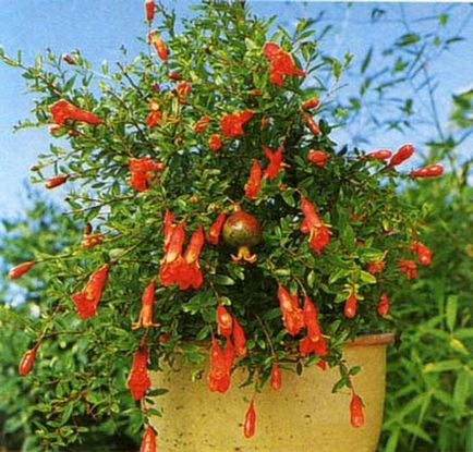 Garnet de plante - de îngrijire și de creștere la domiciliu