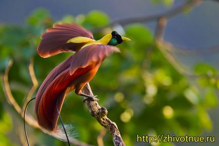 Bird of Paradise - egy család madarak paradicsoma - a hatalom madarak paradicsoma
