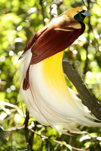 Райський птах - сімейство райських птахів - харчування райських птахів