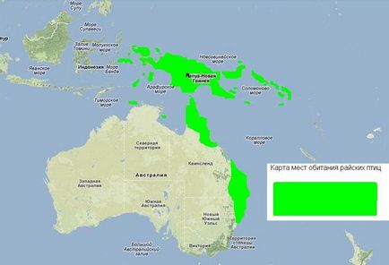 Райські птахи - екзотичні птахи населяють Нову Гвінею і Австралія - ​​туристичний портал - світ