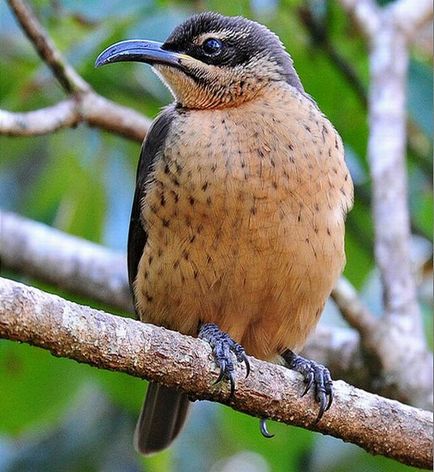 Paradisurile - păsări exotice care locuiesc în Noua Guinee și Australia - Portalul turistic - lumea