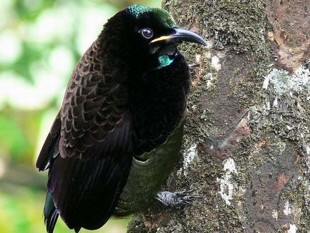 Райські птахи - екзотичні птахи населяють Нову Гвінею і Австралія - ​​туристичний портал - світ