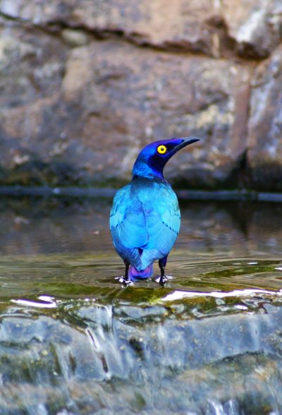 Райські птахи - екзотичні птахи населяють Нову Гвінею і Австралія - ​​туристичний портал - світ