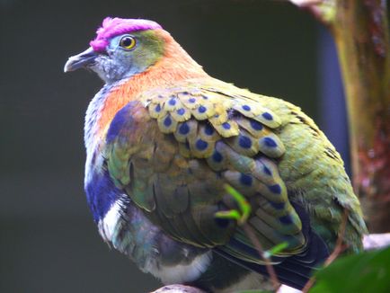 Birds of Paradise - egzotikus madarak lakják Új-Guinea és Ausztrália - utazási portál - World