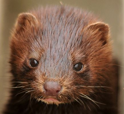 Mink breeding