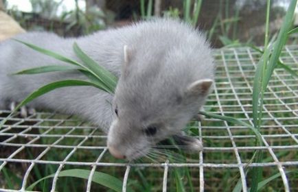 Mink breeding la domiciliu, portal universal