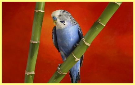 Tenyésztési papagájok otthon, mint egy üzleti - a tulajdonos kert