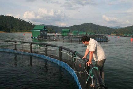 Creșterea peștilor în rezervoarele artificiale ca o afacere - instrucțiuni pas cu pas