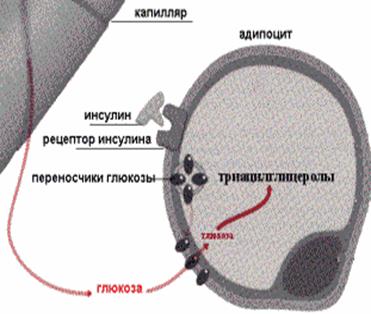 Регуляція обміну жирів - студопедія