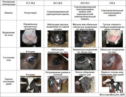 Afecțiuni respiratorii la vițeii nou-născuți - blog infodairy