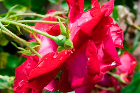 Retete de cosmetice acasa din petale de trandafir, note de femei