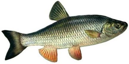 риба краснопірка