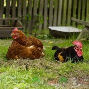 Rizst és a hajdinát a csirkék étrend előnyeiről és hátrányairól