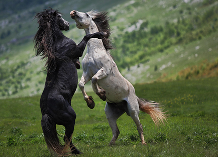 Rodeo - ez rodeó bika és a lovak