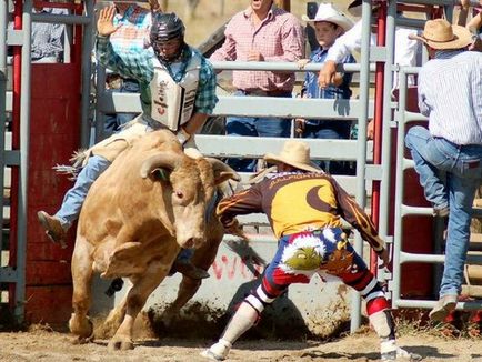 Rodeo - ez rodeó bika és a lovak