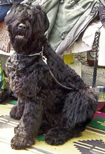 Orosz Fekete Terrier kutya Sztálin