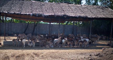 Parcul Safari din Bangkok - lumea safari - grădina zoologică de contact