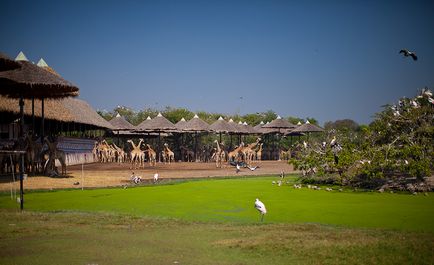 Parcul Safari din Bangkok - lumea safari - grădina zoologică de contact