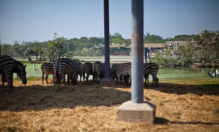 Parcul Safari din Bangkok - lumea safari - grădina zoologică de contact