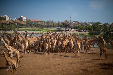 Parcul Safari din Bangkok - lumea safari - grădina zoologică de contact