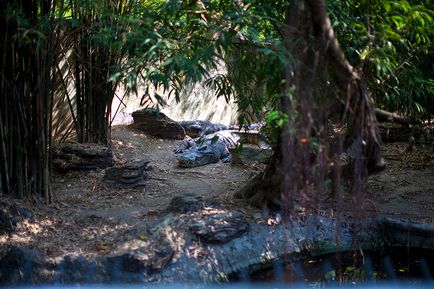 Сафарі парк в Бангкоку - світ сафарі - контактний зоопарк