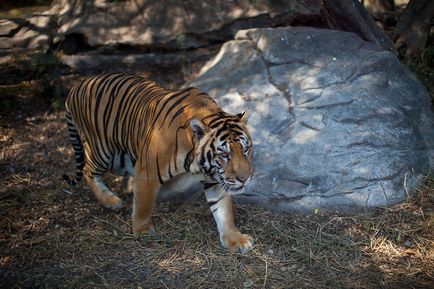 Parcul Safari din Bangkok - lumea safari - grădina zoologică de contact