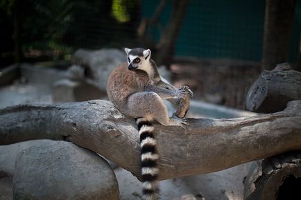 Parcul Safari din Bangkok - lumea safari - grădina zoologică de contact