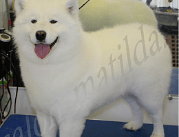 Salon „Matilda” kutyáknak