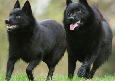 Cel mai mic Schipperke Sheepdog