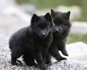 Cel mai mic Schipperke Sheepdog