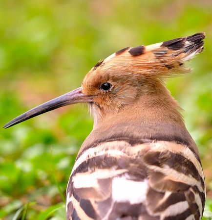 Modurile cele mai neașteptate de a proteja păsările de pradă