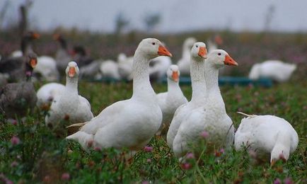 Cea mai profitabilă afacere în agricultură este economia