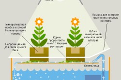 Homemade hydroponics cu mâinile lor