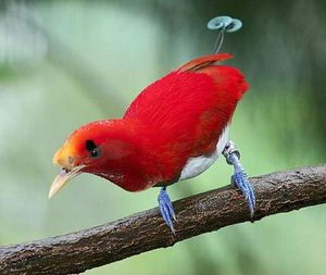 Сімейство райських птахів основні особливості, історія, фото