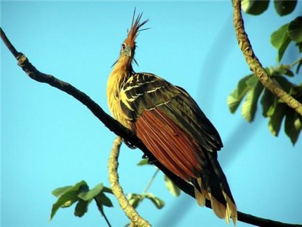 Familie de păsări de paradis caracteristici de bază, istorie, fotografie