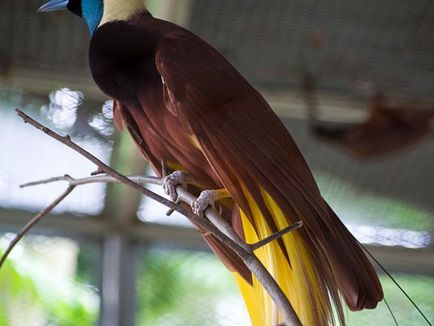 Familie de păsări de paradis caracteristici de bază, istorie, fotografie