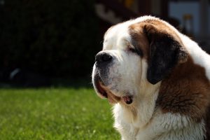 St. Bernard - fotók és videók, fajta leírás, kölykök (ár és faiskolák), „hogy mancs” (fotó) St. Bernard - fotók és videók, fajta leírás, kölykök (ár és faiskolák), „hogy mancs”