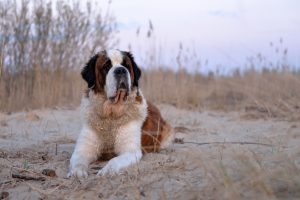 Sf. Bernard - fotografie și video, descrierea rasei, căței (preț și pepiniere), 