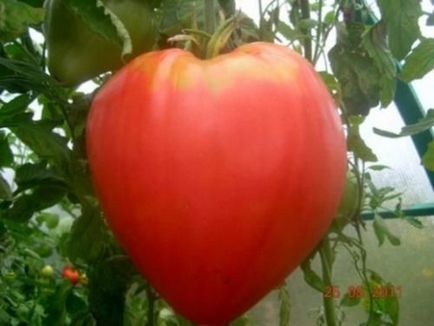 Серцеподібні томати гіганти - у саду