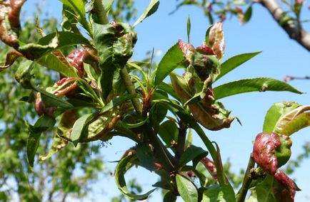 Descrierea Sharafuga și particularitățile cultivării hibrizilor de prune, piersici și caise