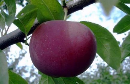 Шарафуга опис і особливості вирощування гібрида сливи, персика та абрикоса