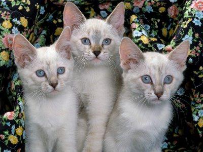 Сіамські коти опис породи