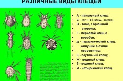 Симптоми і лікування паразитів у папуг