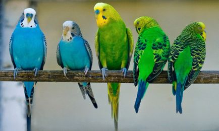Simptomele și tratamentul paraziților la papagali