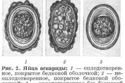 Симптоми і лікування паразитів у папуг