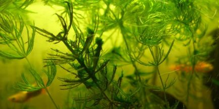 Kék-zöld alga az akváriumban -, hogyan kell harcolni, és miért nincs