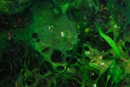 Kék-zöld alga az akváriumban -, hogyan kell harcolni, és miért nincs