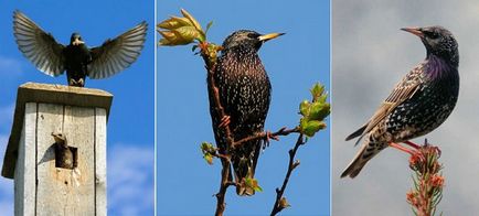 Birdhouses-urile au stabilit nevoia de rahitism pe teren, gospodăriile din Siberia