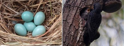 Birdhouses-urile au stabilit nevoia de rahitism pe teren, gospodăriile din Siberia