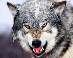 Сліди вовка на снігу, велике полювання